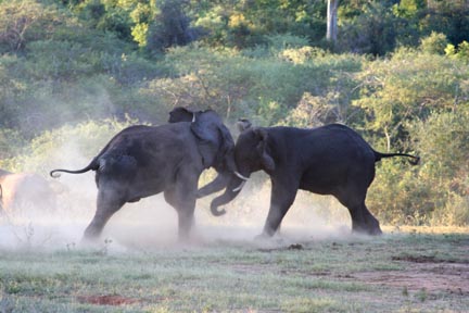 another ele tussle